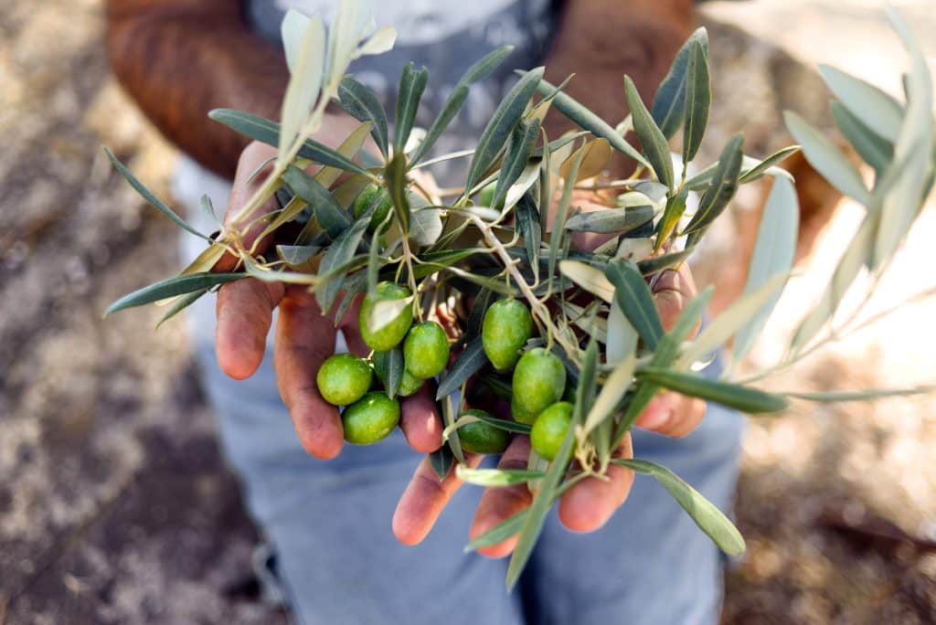Harvested fresh olives in the hands of farmer. Lesbos. Greece.