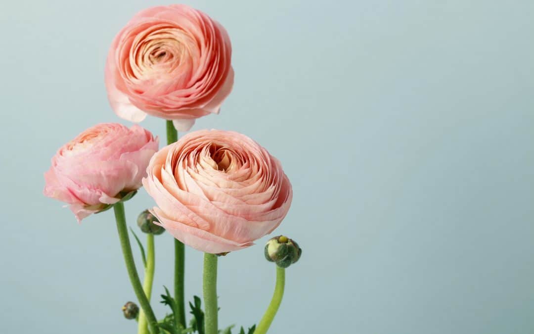 RANUNCULUS  | FROM FROG TO PRINCESS